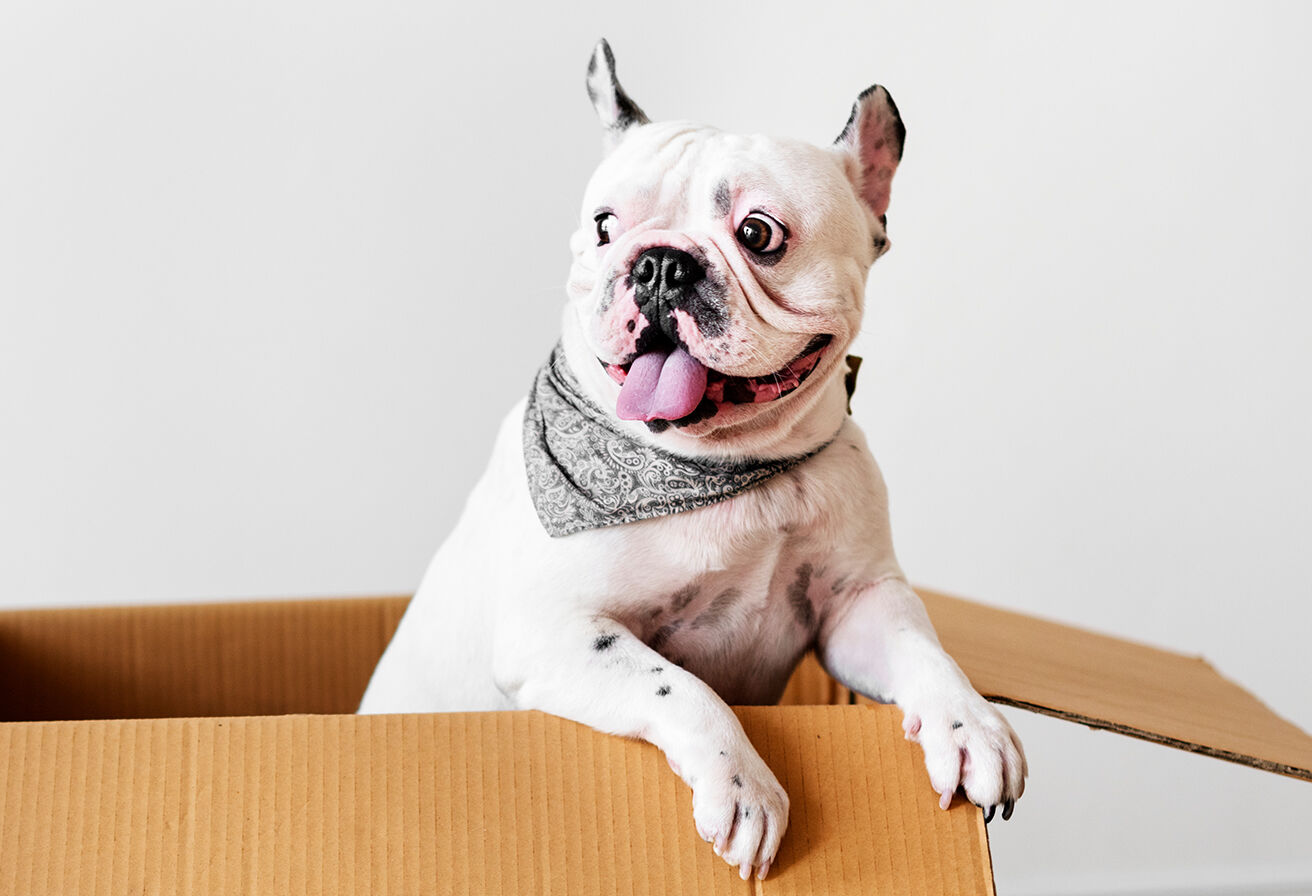 dog popping out of cardboard box